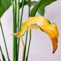 Si las hojas de tu Spatiflium se pusieron amarillas, hacé esto para que vuelva a estar verde y llena de flores