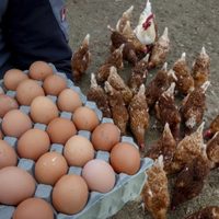 Detectan brote de influenza aviar AH7N3 en una granja de Marín, Nuevo León