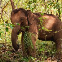 Impresionante: este elefante reconoció a su veterinario después de 12 años