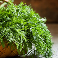 5 plantas aromáticas que podés tener dentro de casa para aprovechar su rico olor y que cuidan tu salud