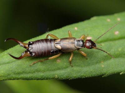 Curiosidades de la Tijereta, el insecto que destaca por sus pinzas y que inquieta a todos si aparece en el jardín