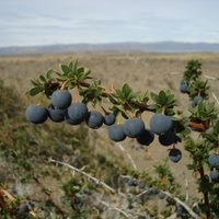 El calafate: el berrie patagónico que es un superalimento y que guarda una emotiva leyenda