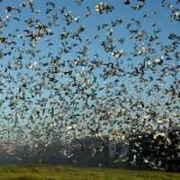 De Zapala al país: lanzaron 7.500 palomas desde la ciudad neuquina