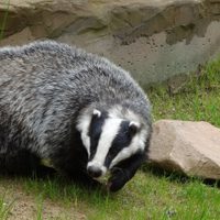 Hallaron un tesoro de la época romana en España gracias a un tejón