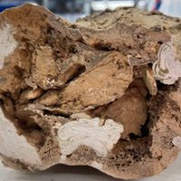 Identifican materia orgánica original en huesos de dinosaurio