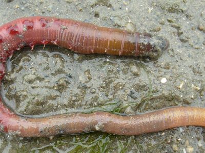 La sangre de un gusano marino podría servir para curar el coronavirus