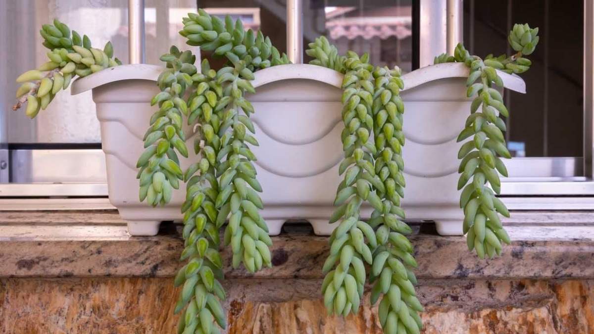 Plantas. Fuente: (Hogarmania)