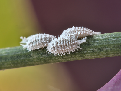 Decile adiós a las cochinillas en tus plantas con este insecticida que podés hacer en casa y sin gastar nada