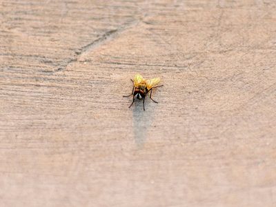 Remedios caseros y naturales para ahuyentar a moscas y mosquitos de nuestro hogar