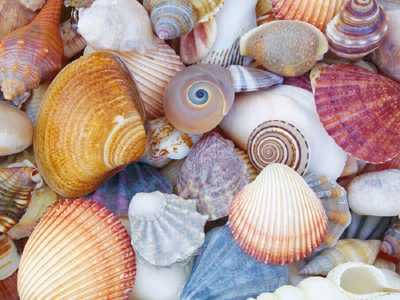Desempolvá los caracoles de playa que tenés en casa: creá estas minivelas con onda marina