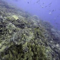 Naciones Unidas acuerda tratado unificado para proteger biodiversidad marina