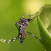 No mates a este animal si lo ves en tu casa: mirá cómo te beneficia para luchar contra los mosquitos