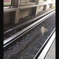 Rescatan a un perro de las vías de la Línea B del Metro