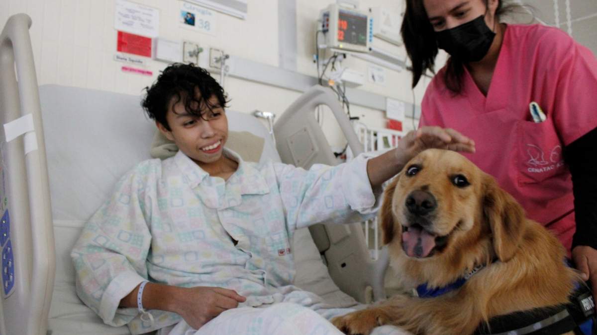Terapia con perros