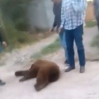 Habitantes de Cumpas, Sonora, matan a un oso negro (Video)