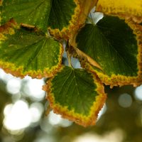 Clima en Neuquén: viernes con cielo despejado y temperaturas en ascenso en toda la provincia