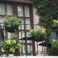 5 plantas que decoran y resisten todo: ideales para balcones chicos en la ciudad