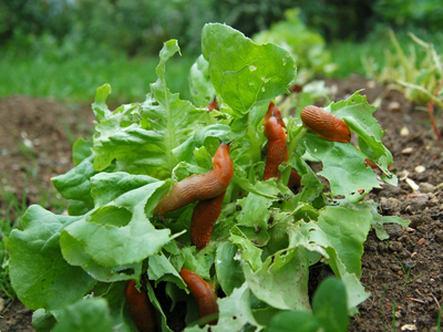 Con un vegetal que tenés en la heladera, terminá de una vez y para siempre con las babosas en tu jardín