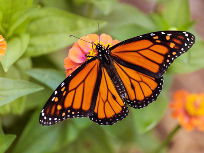 La planta nativa que muchos no quieren plantar porque es una trampa mortal para las mariposas