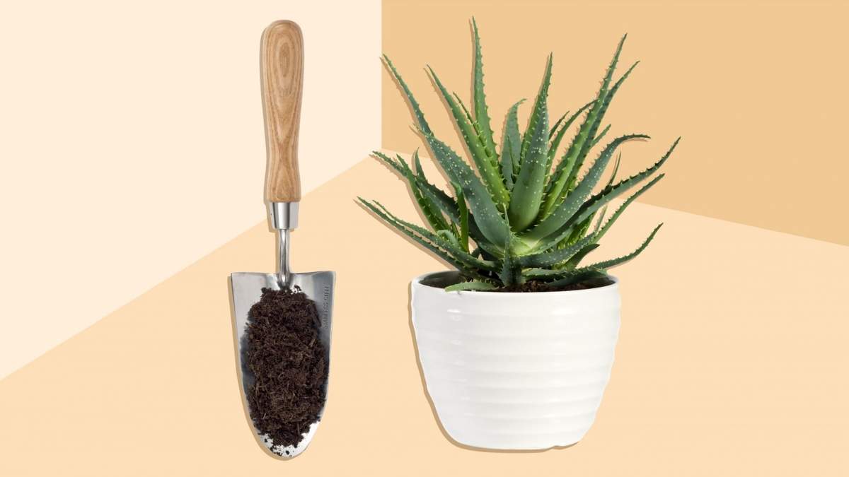 Aloe vera. Fuente: (Instagram)