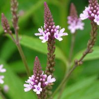 5 hermosas plantas que son perfectas para atraer las mariposas a tu jardín