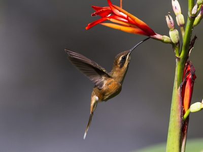 Las plantas nativas que tenés que tener en tu jardín porque florecen todo el año y atraen colibríes y mariposas