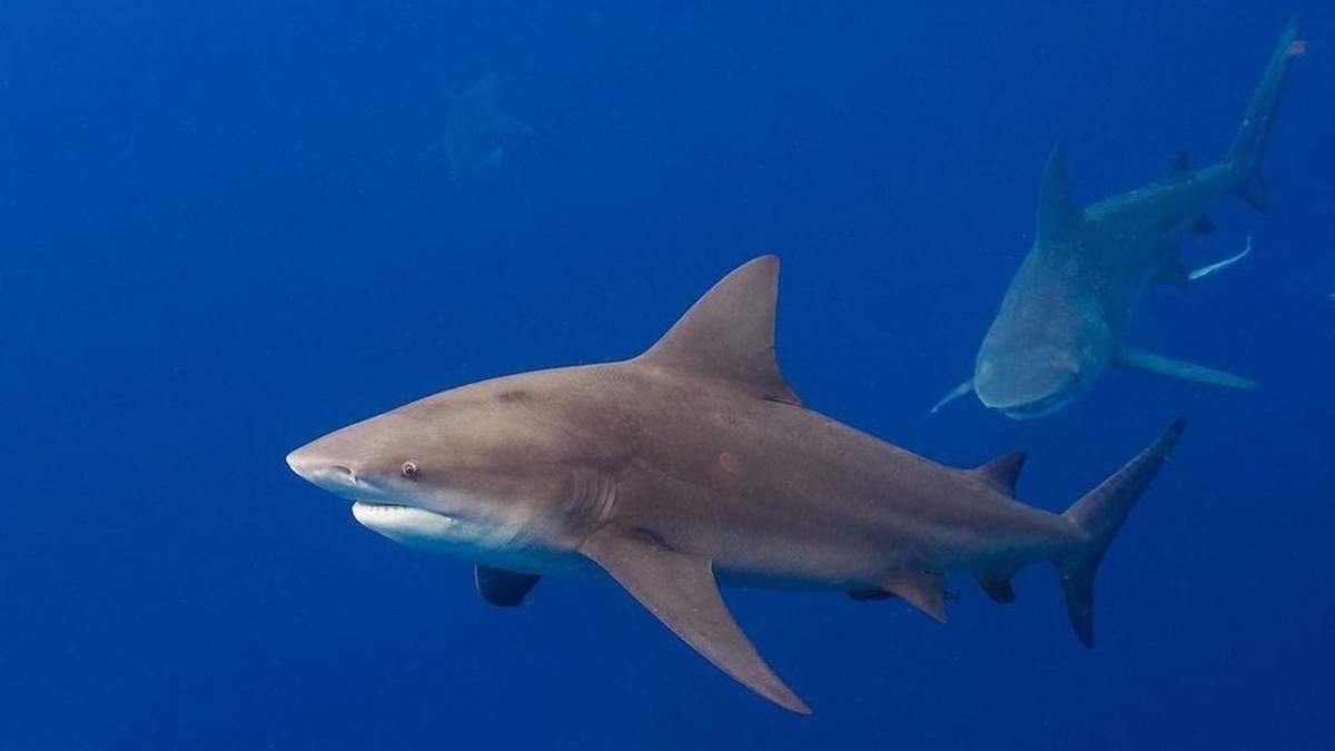 Tiburones de los Cayos
