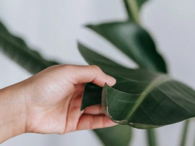 Por qué las hojas de mi Strelitzia no se abren, mirá cómo solucionarlo con este truco de viveristas