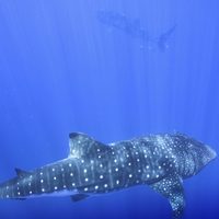 La búsqueda para descubrir el lugar de apareamiento del tiburón ballena, el pez más grande del mundo
