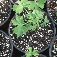 El secreto con solo 1 cosa fácil de conseguir para sembrar los esquejes y que no se pudran las raíces de tus plantas