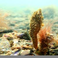 Lo descubrieron y se dio a la fuga: estaba pescando caballitos de mar
