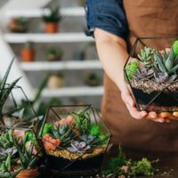 Planta de Jade: los secretos de la suculenta que atrae el dinero y la buena suerte