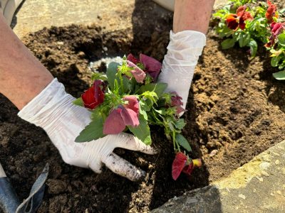 El abono rico en nitrógeno que impulsará a tu jardín