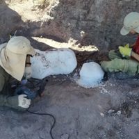 Hallazgo científico en Neuquén: descubren dinosaurios acorazados de 130 millones de años