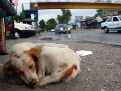 Congreso de Edomex impulsa medidas contra abandono y maltrato animal