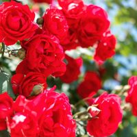 Si querés darle onda a tu jardín, te van a encantar estas plantas para el invierno