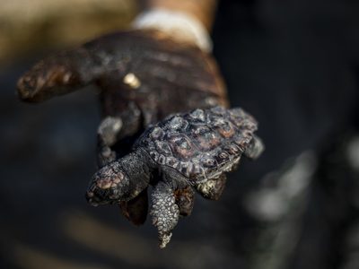 Desastre ecológico en Israel: un derrame de crudo obliga a cerrar las playas