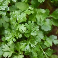 La planta que muchos subestiman, pero crece en un mes en cualquier maceta y tiene el poder de alcalinizar los cuerpos