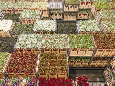 Se marchita la industria de la floricultura