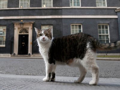 El “primer felino” Larry cumple 15 años como el gato más destacado de la política británica (Video)