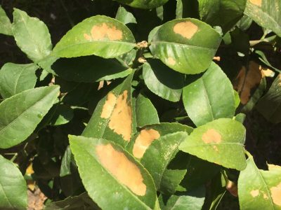 Por qué las hojas de mi Limonero están amarillas: sálvalas con este trucazo que no falla