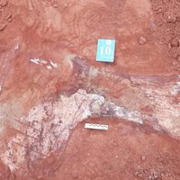 Investigadores de la UNCo encontraron restos de posibles nuevas especies de dinosaurios en Neuquén
