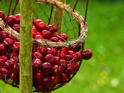 Temporada de cerezas e impulso productivo para el sector