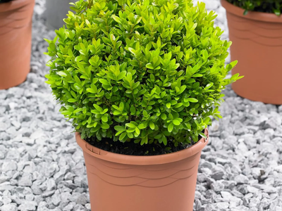 La planta favorita de las abuelas que casi no tenés que cuidar y es tendencia para decorar terrazas o jardines