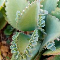 Asegurá el éxito de tu negocio con esta planta que debes colocar en el salón de casa