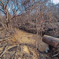 Oaxaca: Fugas de amoniaco, hedor a muerte e indolencia oficial