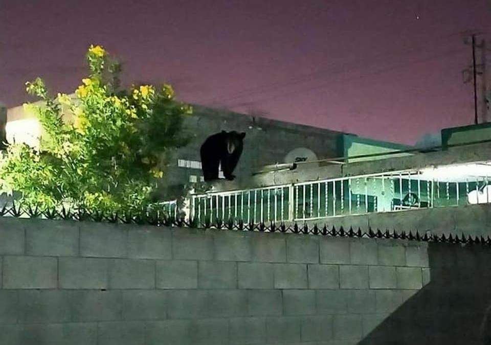El animal, captado sobre una de las azoteas