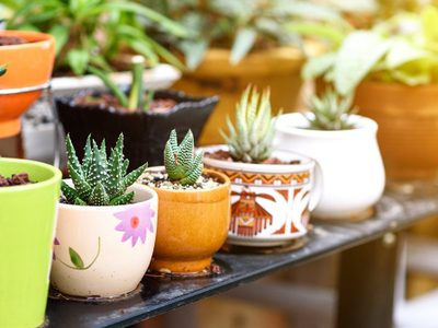 Cuáles son las diferencias entre suculentas y cactus que te ayudarán a cuidarlas mejor