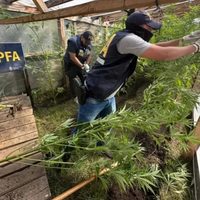 "Faso Escondido", el operativo que desbarató dos invernaderos de marihuana en San Martín