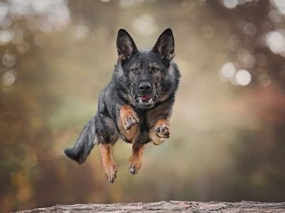 Curiosidades del ovejero alemán: un perro que entiende todo y siempre quiere estar a tu lado